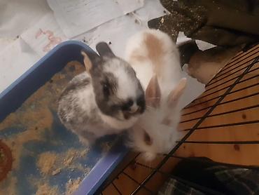 Декоративные кролики: Пуховый декоративный кролик (карликовый тип) пол-обе самцы им по 5 — 8