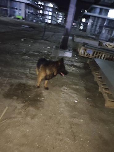 İtlər: Alman çoban iti, 1 il, Erkek, Sənədli, Ünvandan götürmə, Pulsuz çatdırılma, Ödənişli çatdırılma — 5