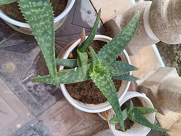 алоэ гулунун дарылык касиети: Aloe Vera, kosmetologiyada istifadə olunur. Əsl Aloe Veradır — 3
