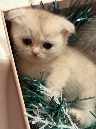 Pişiklər: Şotland — 3