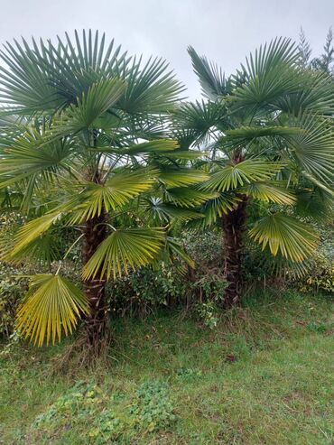 palma agaci satisi: Her nov palma var