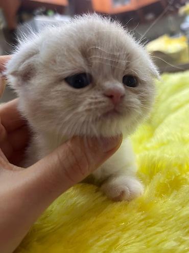 Pişiklər: Şotland — 5