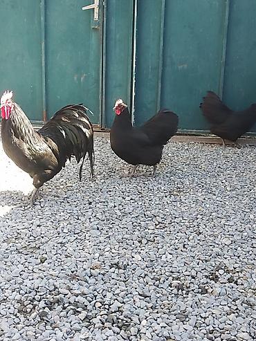 ucuz quslar: Salam. Avstrolop mayali yumurtaları. Sifariş qəbul olunur. Ünvan Binə — 3