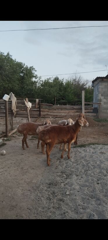 купить домик для кошки недорого: Продаю | Овца (самка)