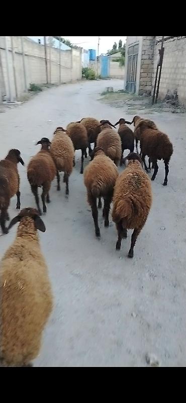satdiq danalar: Quzu, Erkək, Qala, ay: 1, 25 kq, Damazlıq, Ünvandan götürmə — 3