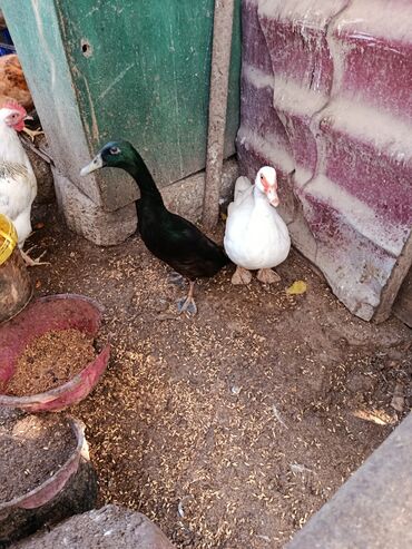 Ördəklər: Dişi, | Lal ördək, Ətlik, Ünvandan götürmə — 5