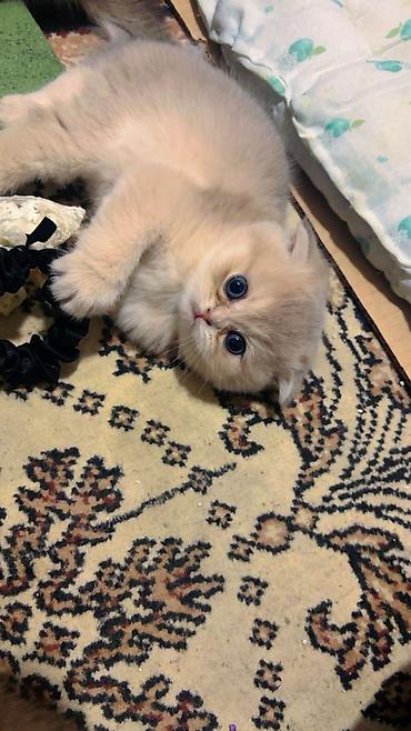 Кошки: Yekəaltı lövhəli pişik dırmaşma və dırnaq iti­ləmə dirəyi + interaktiv — 4