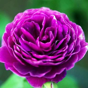 Другие садовые цветы и кустарники: Предлагаем саженцы роз разного возрастаплетистые,кустовые,цены — 6