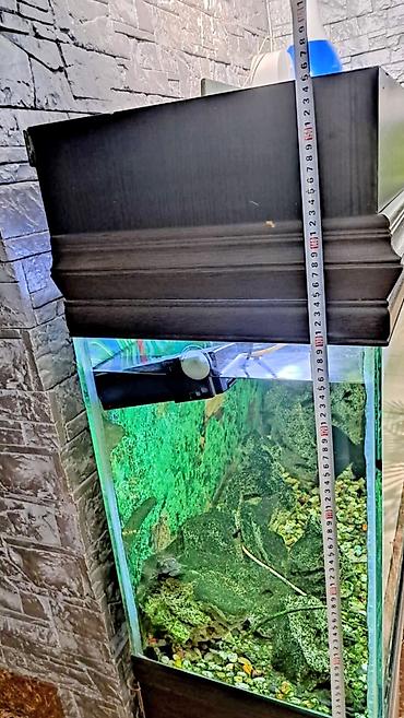Akvariumlar: Hazır Akvarium Sistemi – Hər şeyi daxil! ​ ​Ölçülər: 120 x 40 x 60 sm — 4