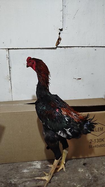 heyvan yeml: Xoruz, Heyratı, il: 1, Ünvandan götürmə — 7