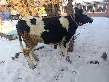 Коровы, быки: Продаю | Тёлка | Для молока | Привязанные — 2