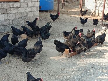 Toyuqlar: Toyuq, Australorp, Yumurtalıq — 16