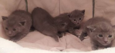 Pişiklər: Britan, Erkək, Dişi — 4