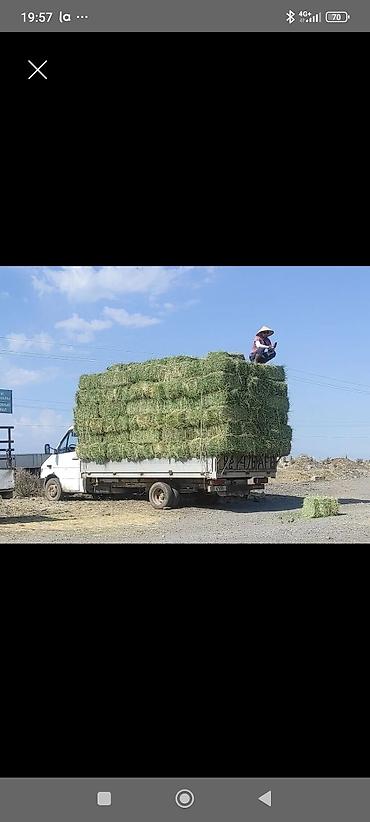 Корма для с/х животных: 2 укос клевер мелкий чистый 410 сом 150 штук — 3
