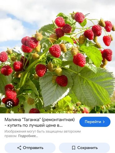 аял бакыты гулу: 🔥 Саженцы малины “Таганка” — крупная, сладкая, ароматная! Кусты