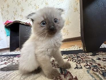 сиамскую кошку: Сиамская, 6 месяцев, Девочка, Приучена к лотку — 1