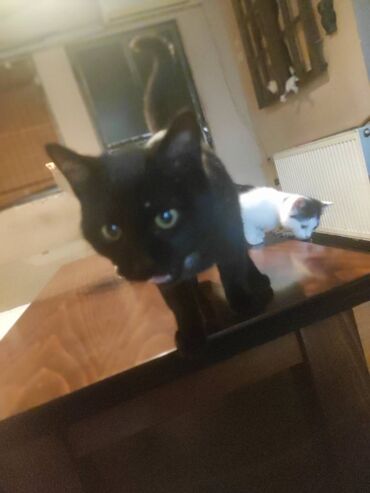 Mačke: Poklanjaju se dve predivne mace spašene sa ulice — braća različitog — 6