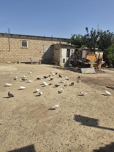 ucan: Salam satılır 9 ədədi stiyən olsa yazsın cutdə satıram qiymət 9 — 2