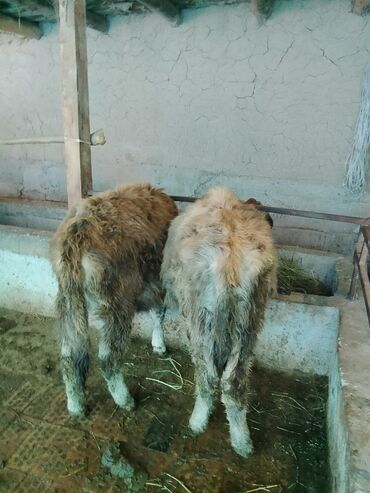 Коровы, быки: Продаю | Тёлка | Алатауская, Полукровка | Для разведения | После отела — 5