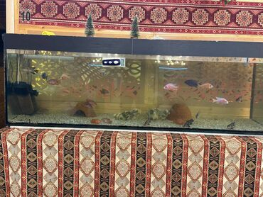 Restoran, kafelər: Suraxanı rayonu,Yeni Günəşli ərazisində,3 mərtəbəli,1500 kv sahəsi — 9