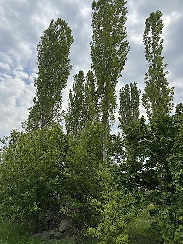 Daşınmaz əmlak: 31 sot, Tikinti, Mülkiyyətçi, Kupça (Çıxarış) — 4