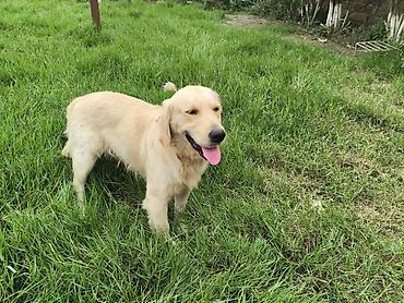 labrador it: Retriever — 10