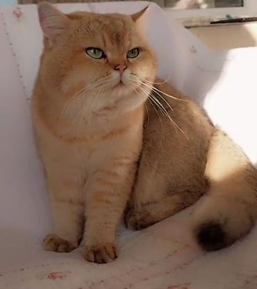 Pişiklər: Britan — 1