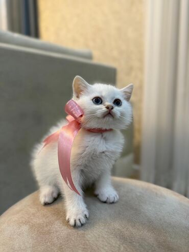 Pişiklər: Şotland yastı qulaq — 1