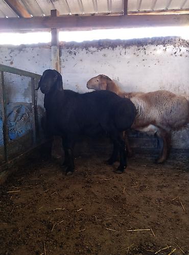 Баран, овца: Продаю | Баран (самец) | Для разведения | Племенные — 10