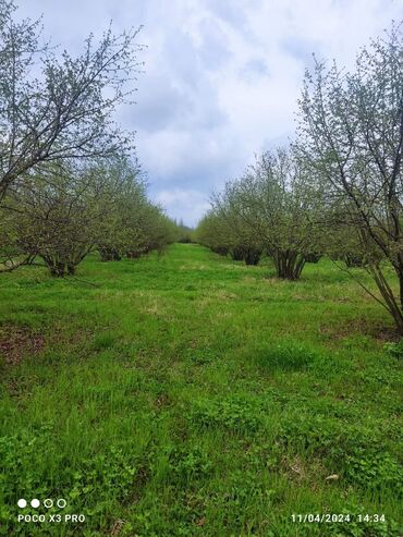 Torpaq sahələrinin satışı: 18 sot, Tikinti, Mülkiyyətçi, Kupça (Çıxarış) — 11