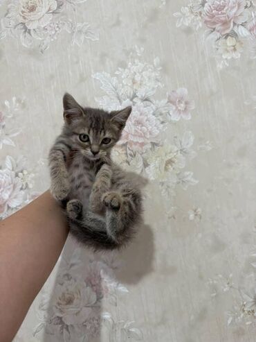 Pişiklər: Amerikan Shorthair, Dişi, Yaxşı əllərə — 13