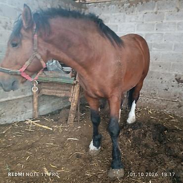 Продам с/х животных: Продаю | Конь (самец), Жеребец | Полукровка | На забой, Для разведения | Осеменитель — 6