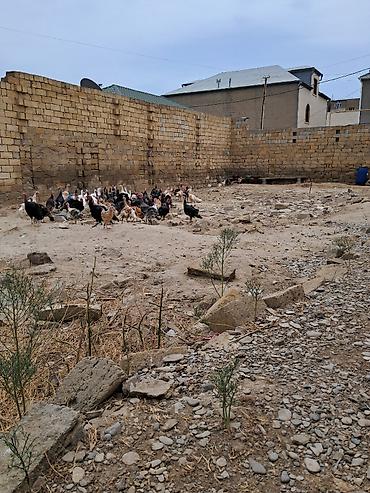 baxca: 2 sot, Tikinti, Kupça (Çıxarış) — 1