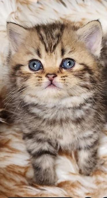 Кошки: Британская, Самец, Платная доставка — 1