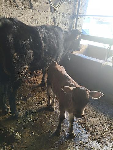 Коровы, быки: Продаю | Тёлка | Для разведения — 3