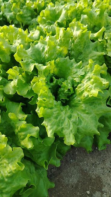 Qida məhsulları: Məhsul: Yaşıl yarpaqlı kahı (açıq yarpaqlı/leaf lettuce) Təsvir: - — 3