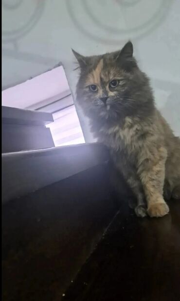 британская короткошерстная кошка золотая шиншилла: Сибирская, 2 года, Девочка, Приучена к лотку, Проглистована, С прививками
