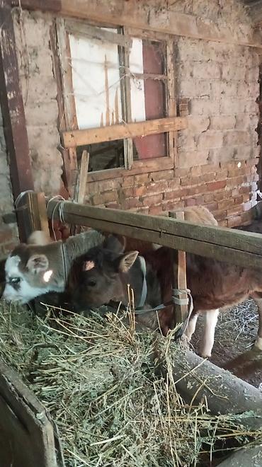 Коровы, быки: Продаю | Бык (самец) — 3