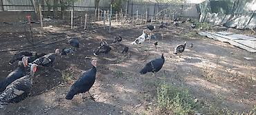 черный петух цена: Ургаачы индюк сатам баасы 4000 суйлошу жолдору бар — 1