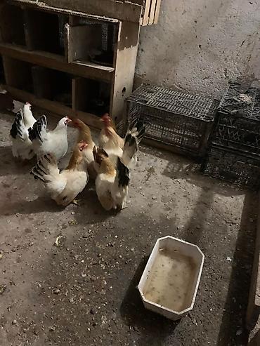 Птицы: Продам карликовых кур бемтамок, Китайский шелк: петушки и курочки — 2