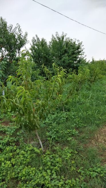 Torpaq sahələrinin satışı: 90 sot, Mülkiyyətçi, Kupça (Çıxarış) — 3