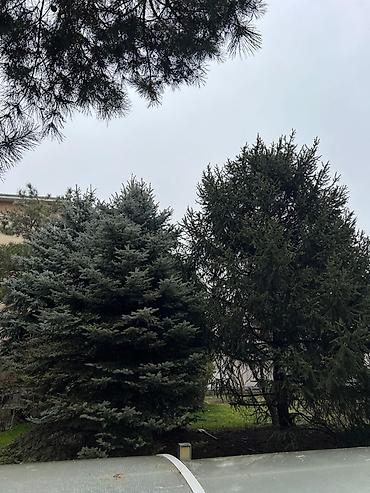 Ель: Высота 3-7 метров — 3