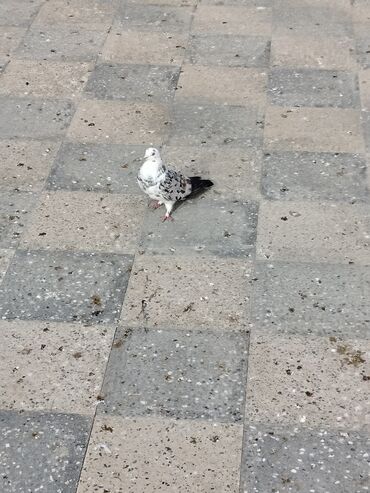 Göyərçinlər: Məhsul: Bəzək və uçuş üçün göyərçinlər Təsvir:salam. 4 eded goyercin — 8