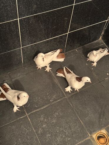 Digər quşlar: 1 nesil eni quyruq badam sari boyun qirmizi boyunan toreme 7 eded — 3