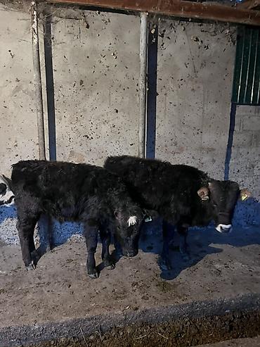 Коровы, быки: Продаю | Музоо, торпок | На откорм — 11