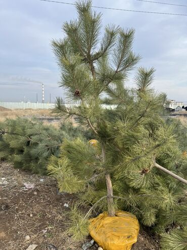 Декоративные деревья: Саженцы деревьев: Сосны — 1