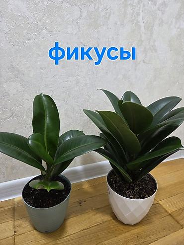 Декабристы: Зигокактус (рождественник, шлюмбергера) штамбовой формы в горшке. - — 9