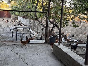 kənd toyuqlarının satışı: Beçələr satılır. Qiyməti 13 manat Ünvan: Şəki Göybulaq kəndi - — 9