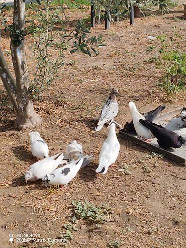 Göyərçinlər: Başı kəkilli, ayağı papışdı, göyərçinlər 15 AZN-dir. Sadə göyərçinlər — 16