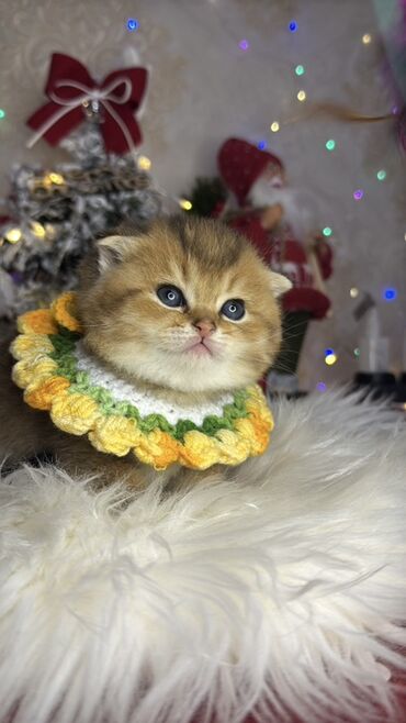 Xaltalar, qayışlar və tasmalar: Gold shinshilla skodish balalar — 11